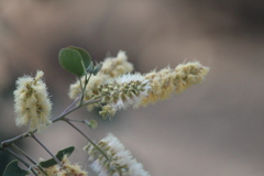 Senegalia reniformis