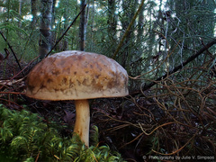 Fistulinella viscida