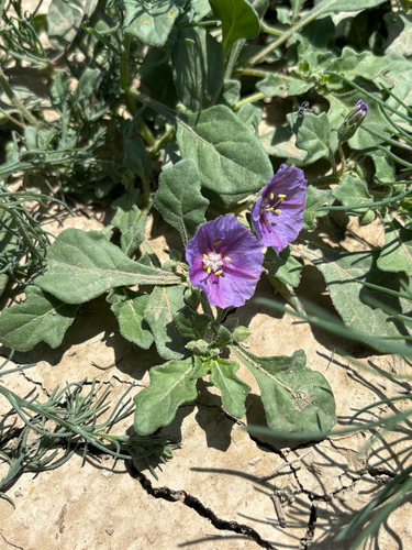 purple groundcherry