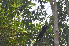 Chiropotes albinasus
