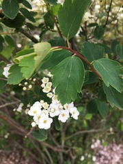 Spiraea × vanhouttei