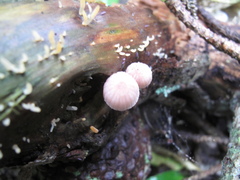 Mycena parsonsii