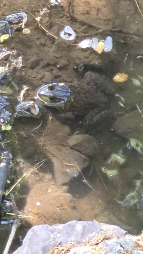 Lithobates catesbeianus observed 2026-07-21