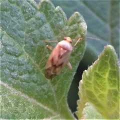 Taylorilygus apicalis