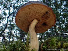 Fistulinella viscida