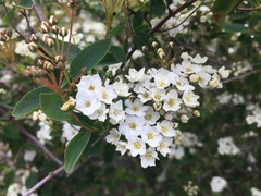 Spiraea × vanhouttei