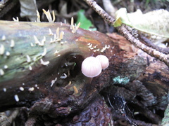 Mycena parsonsii