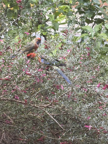 Adelaide Rosella