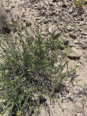 Menodora
