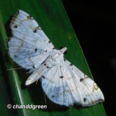 Pycnarmon cribrata