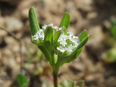 Valerianella locusta