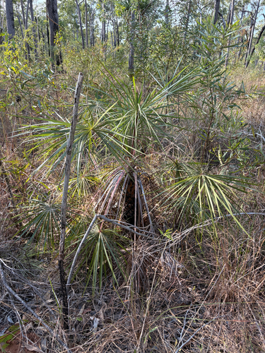 Livistona inermis, 2026-07-22