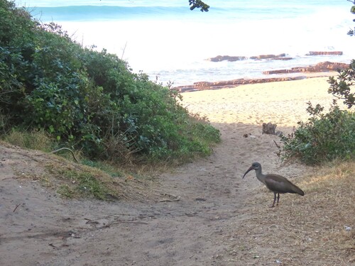 iNaturalist image