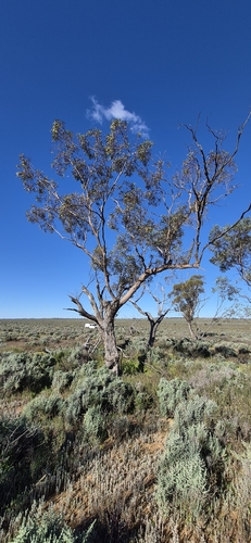 Summer Red Mallee