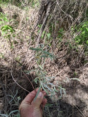 Salix exigua hindsiana