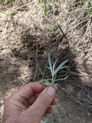 Salix exigua hindsiana