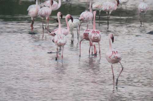 iNaturalist image