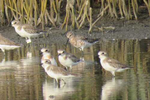 iNaturalist image