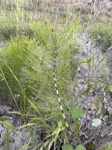 great horsetail