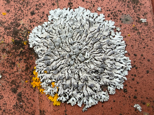 Blue-gray Rosette Lichen