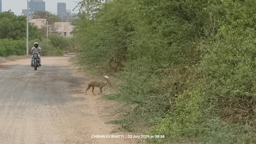 Golden Jackal