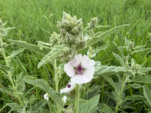 marsh mallow
