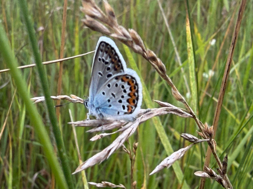 Silver-studded Blue