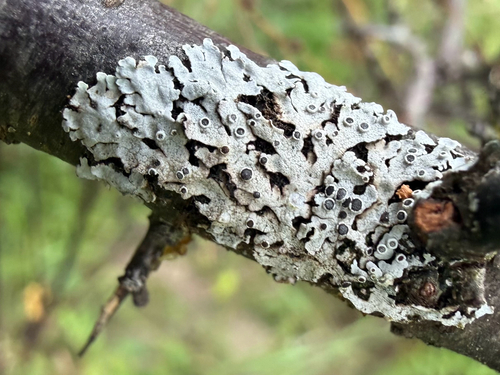 Hoary Rosette Lichen