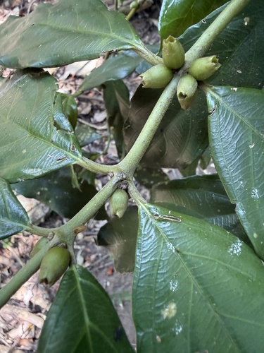 Lasianthus obliquinervis observed 2026-07-22