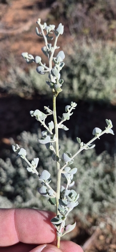 Hedge Salt-bush