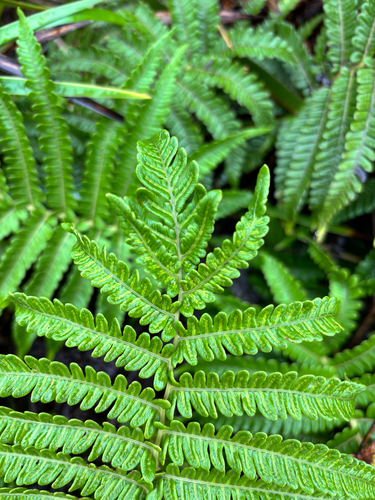 Sadleria pallida observed 2026-07-21