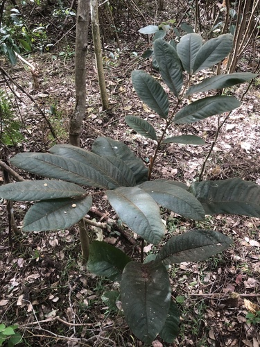 Native Tamarind