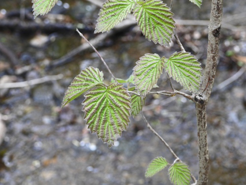 Viburnum dentatum