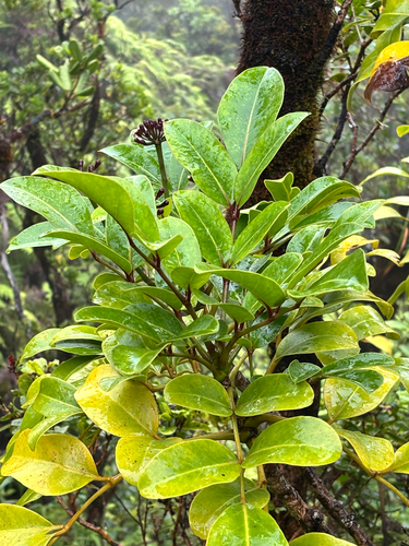 Polyscias oahuensis observed 2026-07-21
