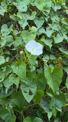Ipomoea