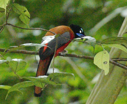 Scarlet-rumped Trogon