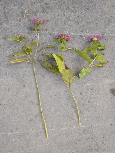 Monarda media, photograph 5