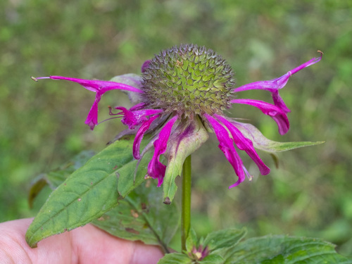 Monarda media