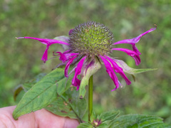 Monarda media