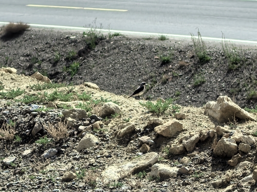 Northern Wheatear