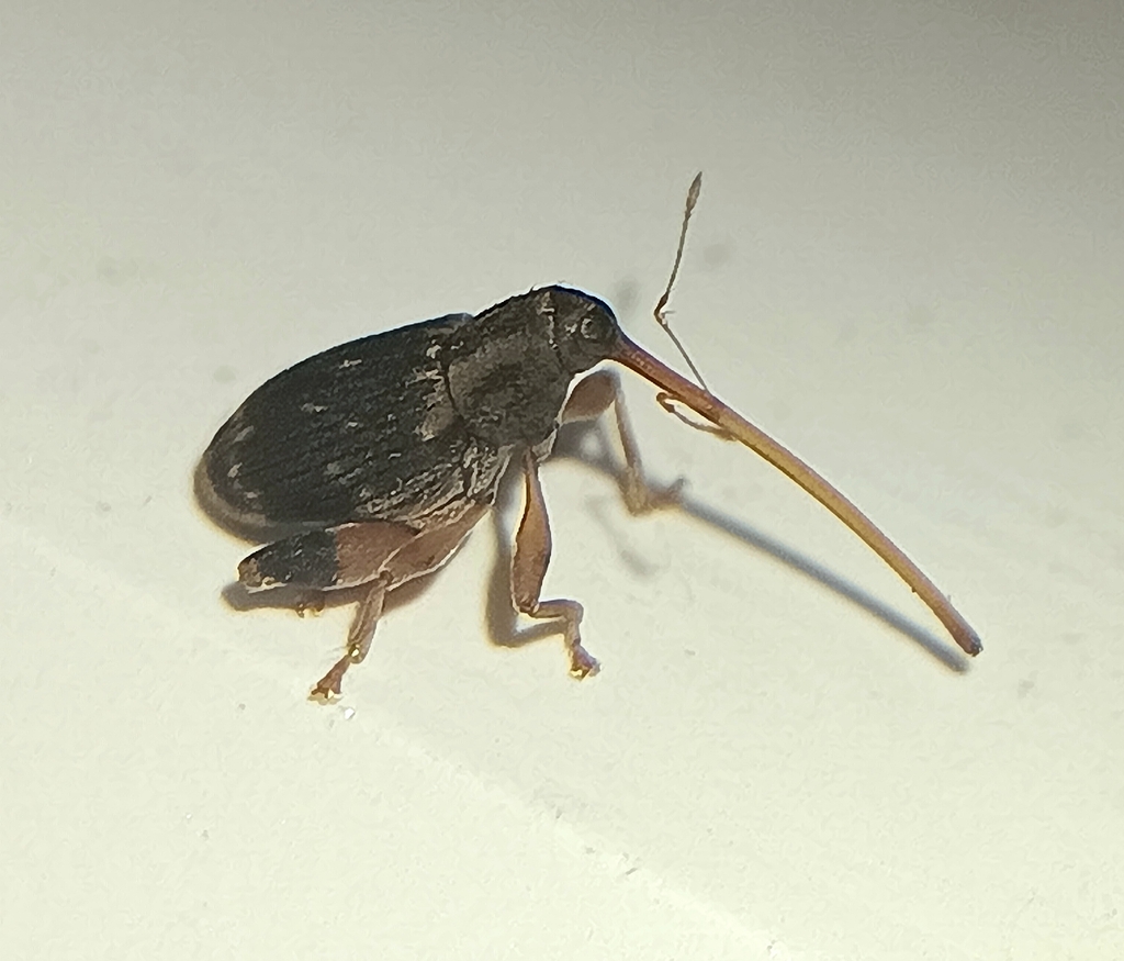 Philippinoramhus