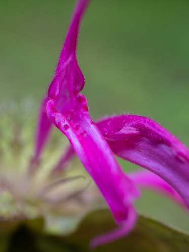 Monarda media, photograph 2