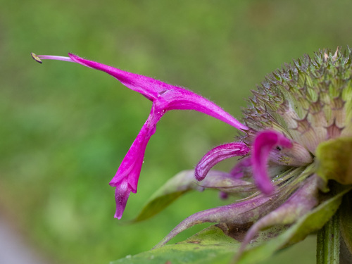 Monarda media, photograph 1