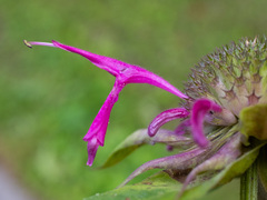 (c) Alex Abair, some rights reserved (CC BY) Monarda media, photograph (c) Alex Abair, some rights reserved (CC BY)