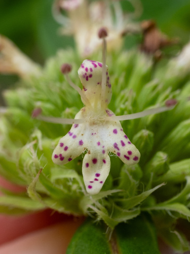 Pycnanthemum montanum, photograph 2