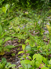 Pycnanthemum montanum, photograph (c) Alex Abair, some rights reserved (CC BY)