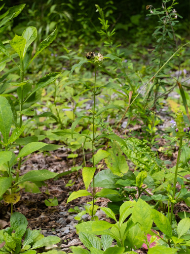Pycnanthemum montanum, photograph 4