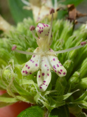 Pycnanthemum montanum, photograph (c) Alex Abair, some rights reserved (CC BY)