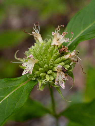 Pycnanthemum montanum, photograph 6