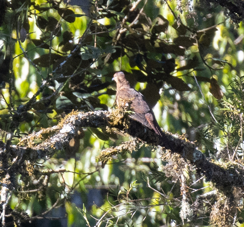 Bar-tailed Cuckoo-Dove (Macropygia nigrirostris), photo 7
